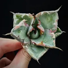 2026年最新】アガベ bb錦の人気アイテム - メルカリ