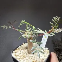 2026年最新】ブルセラミクロフィラの人気アイテム - メルカリ