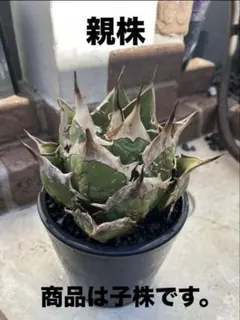 2026年最新】オアハカ 子株の人気アイテム - メルカリ