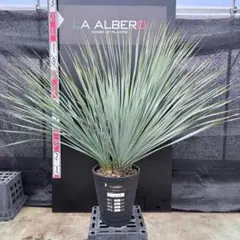 2026年最新】ユッカ リギダの人気アイテム - メルカリ