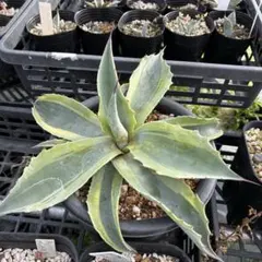 2026年最新】オバティ 斑入りの人気アイテム - メルカリ