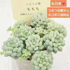 2026年最新】つぶつぶ屋 もももの人気アイテム - メルカリ