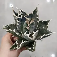 2026年最新】狼人 アガベの人気アイテム - メルカリ