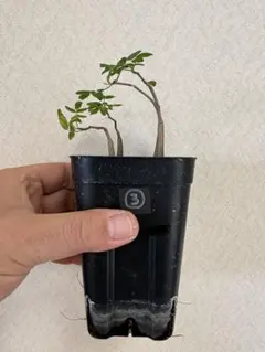 2026年最新】コミフォラの人気アイテム - メルカリ