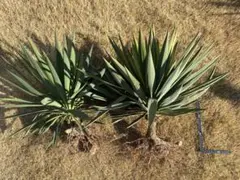 2026年最新】ユッカ グロリオサの人気アイテム - メルカリ