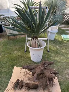 2026年最新】ユッカ グロリオサの人気アイテム - メルカリ