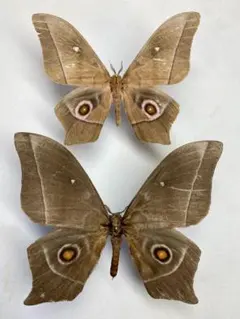 2026年最新】標本 ヤママユの人気アイテム - メルカリ