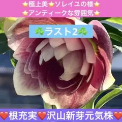 2026年最新】野田園芸の人気アイテム - メルカリ