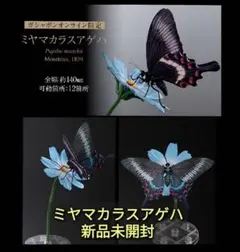 2026年最新】ミヤマカラスアゲハの人気アイテム - メルカリ