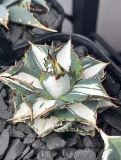 2026年最新】チタノタ錦 アガベの人気アイテム - メルカリ