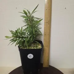 2026年最新】プルプシー 挿木の人気アイテム - メルカリ