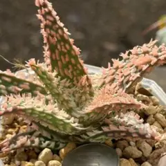 2026年最新】アロエハイブリッドの人気アイテム - メルカリ