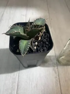 2026年最新】アガベ悪魔くんの人気アイテム - メルカリ