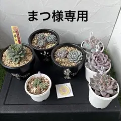 2026年最新】鶴仙園の人気アイテム - メルカリ