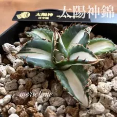 2026年最新】上澳園芸の人気アイテム - メルカリ