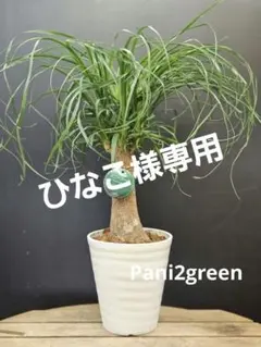 2026年最新】トックリランの人気アイテム - メルカリ