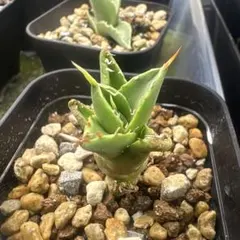 2026年最新】イラン株 アガベの人気アイテム - メルカリ