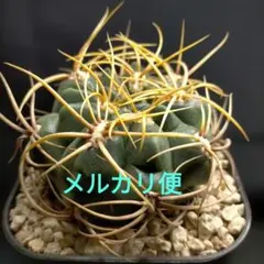 2026年最新】光琳玉の人気アイテム - メルカリ