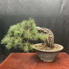 五葉松（山木から年数持ち込み古い） - メルカリ