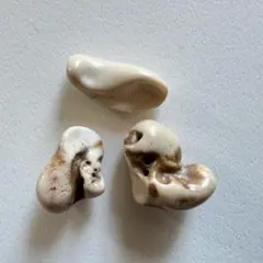 2026年最新】イルカの耳骨の化石の人気アイテム - メルカリ