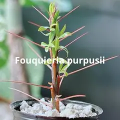 2026年最新】プルプシーの人気アイテム - メルカリ