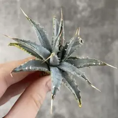 2026年最新】エボリスピナ ベアルートの人気アイテム - メルカリ