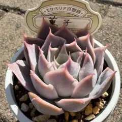 多肉植物 エケベリア 青典牡丹 オーズさん苗 札付き - メルカリ