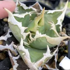 2026年最新】CJ special アガベの人気アイテム - メルカリ