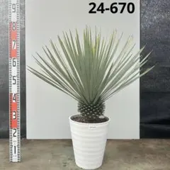 2026年最新】ロストラータ シルバーの人気アイテム - メルカリ