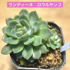 2026年最新】ロウルサンコの人気アイテム - メルカリ