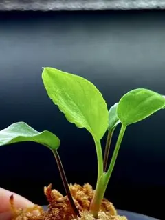 2026年最新】ホマロメナ Homalomenaの人気アイテム - メルカリ