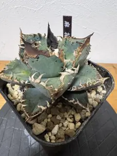 2026年最新】麻花 アガベの人気アイテム - メルカリ