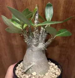 2026年最新】アデニウム ドワーフの人気アイテム - メルカリ