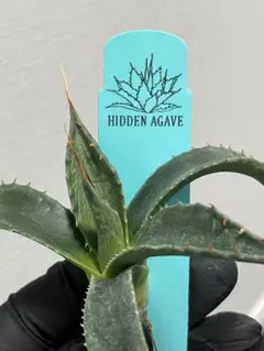 2026年最新】ジェレミー アガベの人気アイテム - メルカリ