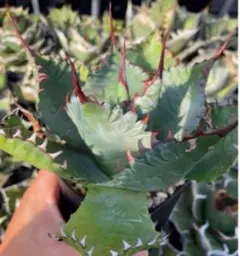 2026年最新】エボリスピナ ハイブリッドの人気アイテム - メルカリ