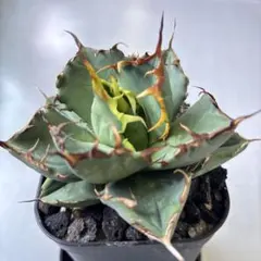 2026年最新】アガベ イラン株の人気アイテム - メルカリ