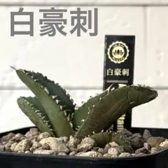 2026年最新】アガベチタノタ白豪刺の人気アイテム - メルカリ