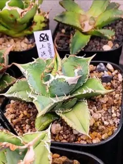 2026年最新】上澳園芸の人気アイテム - メルカリ