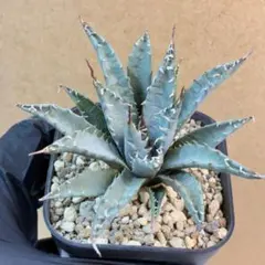 2026年最新】エボリスピナ 現地の人気アイテム - メルカリ