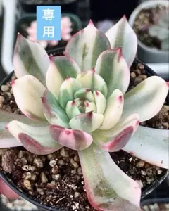 2026年最新】フラメンコ錦の人気アイテム - メルカリ