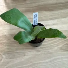 2026年最新】cotton cloud ビカクシダの人気アイテム - メルカリ