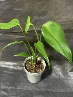 2026年最新】バールマルクスフレームの人気アイテム - メルカリ