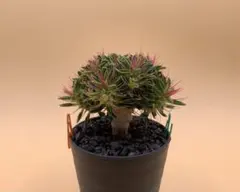 2026年最新】ギラウミニアナ 種子の人気アイテム - メルカリ