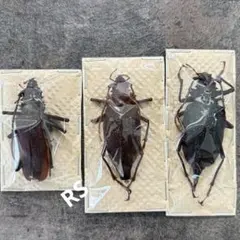 2026年最新】標本の人気アイテム - メルカリ