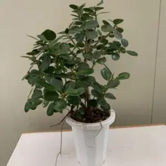 2026年最新】観葉植物 パンダガジュマルの人気アイテム - メルカリ