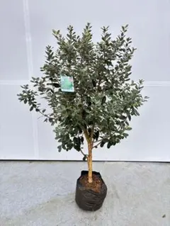 2026年最新】フェイジョアの人気アイテム - メルカリ