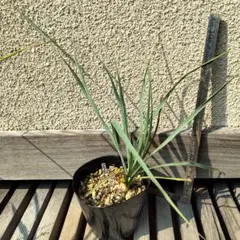 2026年最新】ユッカ リギダの人気アイテム - メルカリ