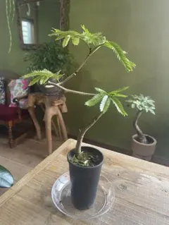 2026年最新】エバーフレッシュの人気アイテム - メルカリ