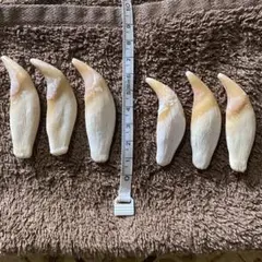2026年最新】ツキノワグマの牙の人気アイテム - メルカリ