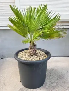 2026年最新】チャメロプスの人気アイテム - メルカリ